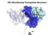 Red Blood Cell Transporter Finding May Lead to New Drugs for Blood Disorders