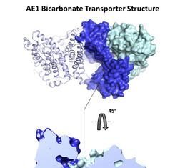 Red Blood Cell Transporter Finding May Lead to New Drugs for Blood Disorders