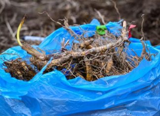 WVU bioenergy researcher digging into the root of sustainability