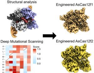 Compact Gene-Editing Enzyme Could Enable More Effective Clinical Therapies