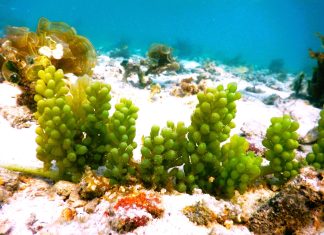 Could seaweeds be the superfood and medicine of the future?