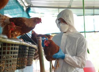 Global surge of highly pathogenic avian influenza H5N1