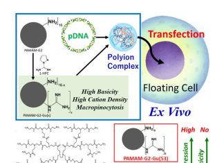 Hairy polymer balls help get genetic blueprints inside T-cells for blood cancer therapy