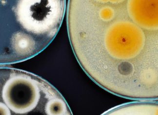How to slow the spread of deadly ‘superbugs’