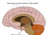 Is this how antidepressants work, and why they take weeks to kick-in?