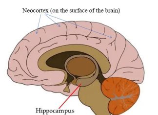 Is this how antidepressants work, and why they take weeks to kick-in?