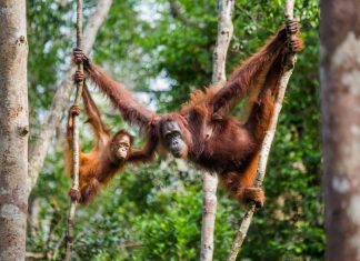 Killing remains a threat to Bornean orangutans