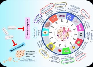 Applications of macrocyclic molecules in cancer therapy: Target cancer development or overcome drug resistance