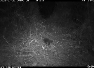 Found at last: Bizarre, egg-laying mammal finally rediscovered after 60 years