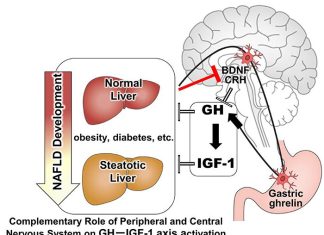 Involvement of brain peptide dynamics in the pathology of fatty liver disease