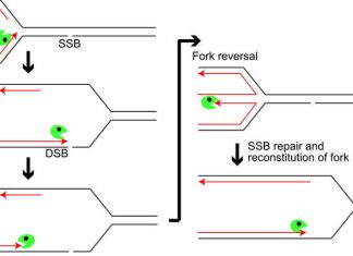 Key clues to DNA repair mechanism might lead to new cancer treatments