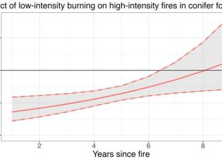 Low-intensity fires reduce wildfire risk by 60%, according to study by Columbia and Stanford researchers