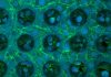 Organoids Deliver True-to-Life Performances