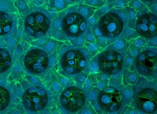 Organoids Deliver True-to-Life Performances