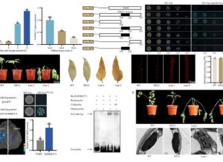 Professor Tao Jun’s team at Yangzhou University analyses the molecular mechanism of PoWRKY71 in response to drought stress of Paeonia ostii