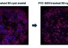 PYC’S FOURTH DRUG CANDIDATE HAS DISEASE-MODIFYING POTENTIAL IN POLYCYSTIC KIDNEY DISEASE