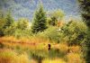 Southern Alaska’s national forests key to meeting climate, conservation goals, OSU study shows