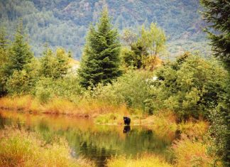 Southern Alaska’s national forests key to meeting climate, conservation goals, OSU study shows