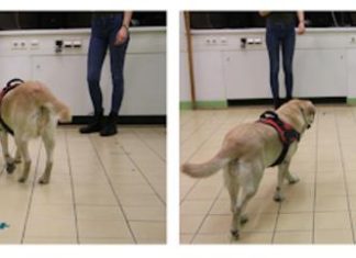 The way dogs see the world: Objects are more salient to smarter dogs