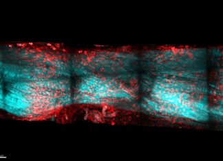 Understanding rapid tendon regeneration in newts may one day help human athletes