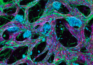 Vivodyne’s Lab Grown Human Tissue Platform Gets Real with $38 Million Seed Financing