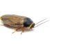 Antimicrobial Resistance in Insects Holds Implications for AMR Transfer among Humans