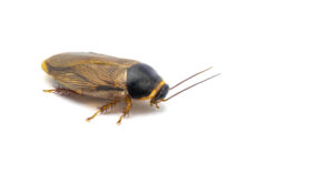 Antimicrobial Resistance in Insects Holds Implications for AMR Transfer among Humans