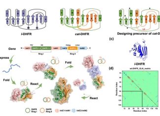 Artificial design and biosynthesis of a single-domain catenated dihydrofolate reductase
