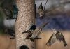 Bird feeding may give humans something to chirp about