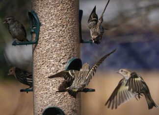 Bird feeding may give humans something to chirp about