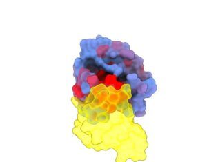 Controlling KRAS: Allosteric Sites Mapped on Key Cancer Protein