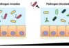 Diverse Gut Microbiomes Block Pathogen Colonization by Consuming Required Nutrients