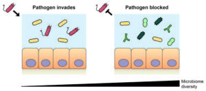 Diverse Gut Microbiomes Block Pathogen Colonization by Consuming Required Nutrients