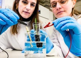 Electronic “soil” enhances crop growth