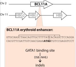 FDA Approves Casgevy, the First CRISPR Therapy, for Sickle Cell Disease