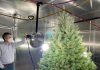 Live Christmas trees affect indoor air chemistry, NIST researchers find