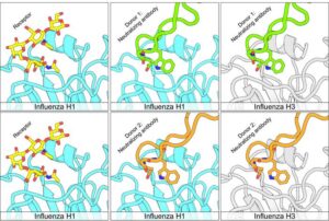 Multiple Flu Strains Neutralized by New Class of Antibodies