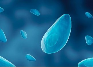 Pathogens use force to breach immune defenses, study finds