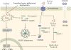Potential of forsythiae fructus in mitigating chemotherapy-induced gastrointestinal inflammation and nausea
