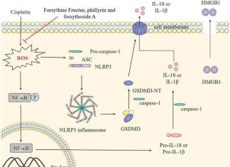 Potential of forsythiae fructus in mitigating chemotherapy-induced gastrointestinal inflammation and nausea