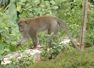 Study identifies Florida’s potential invasive species threats