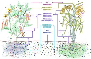 USDA Grant Awarded to Create South Florida Microbiome Innovation Center