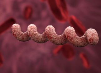 Ancient Brazilian genomes may hold the secrets of treponemal evolutionary history