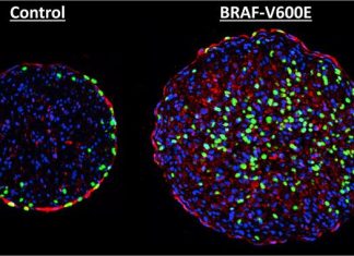 Cancer Mutation That Spurs Cell Division Helps Heart Models Run at Full Gallop