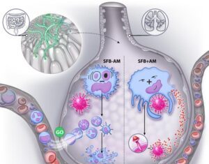 Gut Bacterium Protective in Flu, RSV, SARS-CoV-2 Models