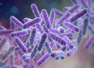 New algorithm proves to be a powerful tool for detection and identification of novel bacterial organisms