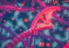 Scientists develop noninvasive way to monitor gene expression dynamics in the brain