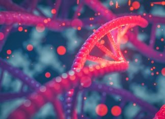 Scientists develop noninvasive way to monitor gene expression dynamics in the brain