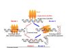 Scientists unravel key steps in the road to DNA repair