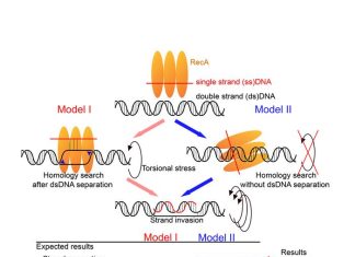 Scientists unravel key steps in the road to DNA repair